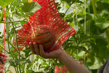 Greenhouse farming. Growing watermelons in a greenhouse. Male hand with fruit in a net tied to a trellis to relieve the load on the whip. Macro.