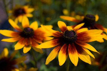 Kwiaty_2024 Rudbekia