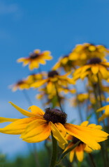 Kwiaty_2024 Słoneczniki © Krzysiek Cegiełka