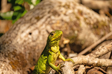 green lizzard in the Rincon de la Vieja national park in Costa Rica