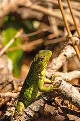 green lizzard in the Rincon de la Vieja national park in Costa Rica