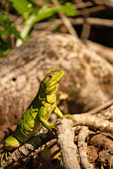 green lizzard in the Rincon de la Vieja national park in Costa Rica