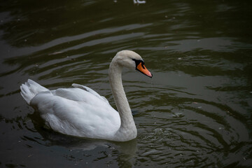 swan on the lake