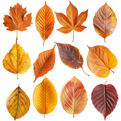 Obraz premium set of autumn leaves isolated on white background