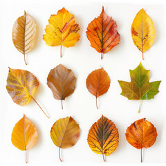 Obraz premium set of autumn leaves isolated on white background