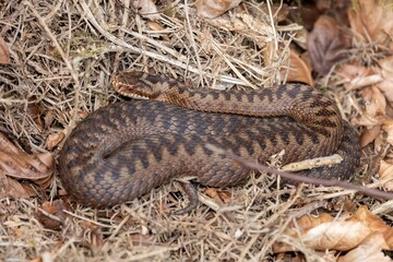 Close up of a European Adder (vipera berus)