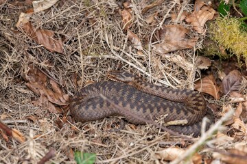 Close up of a European Adder (vipera berus)