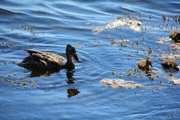 ducks in the water