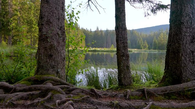 Picturesque view of a small lake. In the foreground are trees with twisted roots. Small lake. Early morning. Beauty of nature.