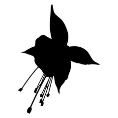 Single flower of fuchsia plant. Black silhouette on white background.