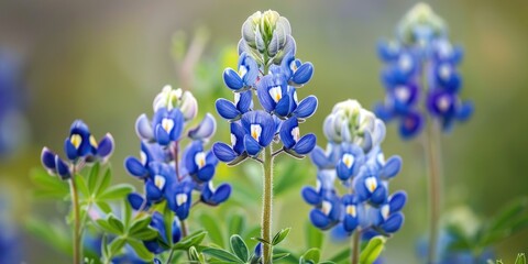 Fototapeta premium Texas Flowers: Blooming Bluebonnet - Symbol of Spring in Blue and White