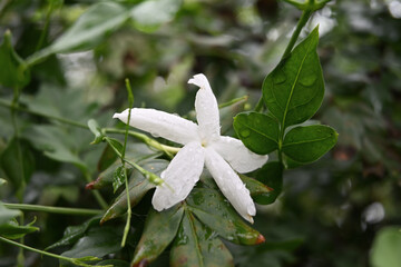 Soft focus view of a fragrant Royal Jasmine flower with water droplets on the petals after rain.