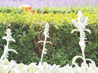 piante senza fiori