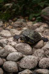 turtle on the ground