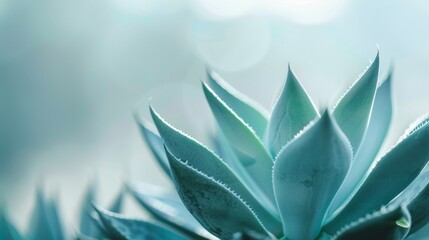 A close up of a blue flower with green leaves