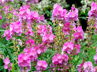 Pink flowers of Sidalcea Sussex Beauty in a garden