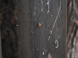 coccinella rossa