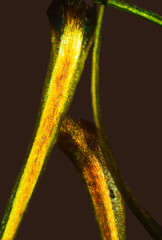 Glowing yellow costa of a moss, Dicranum fulvum, at 40x.