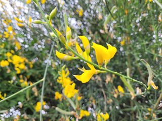 Cytisus scoparius. Yellow flower in the garden