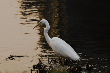 great white heron