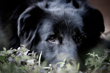 Beautiful stray shaggy dog laying in an open field. looking very wise and happy with its surrounding.