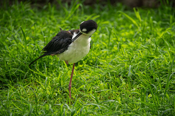Pisila American bird in detail and green grass in the background.