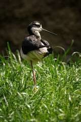 Pisila American bird in detail and green grass in the background.