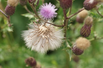 Blühende Distel, Wegdistel mit Samen