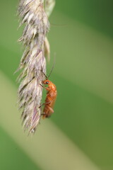 Kleiner roter Käfer auf Samen von Gras