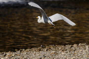 black headed gull