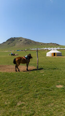 Fototapeta premium Mongolei Landschaft beeindruckend fantastisch Steppe mit Pferd und Jurte