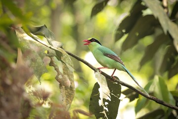 common green magpie perching on tree branch.
