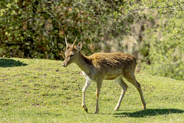 Young fallow deer walking through the field