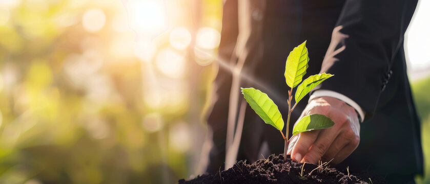 A person in a suit planting a small tree under the morning sun, capturing a moment of environmental stewardship and hope.