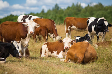 Red cows grazing