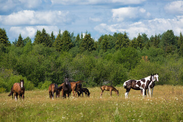 Horses of different colors graze in the meadow