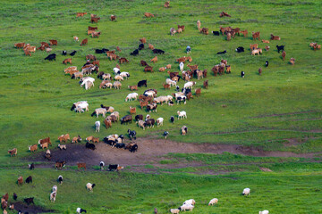 Vieh Herde Schafherde Ziegen Mongolei