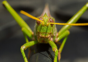Amazon insects