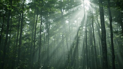 Obraz premium Sunlight filtering through the trees in a dense, green forest, creating a serene, natural landscape scene full of tranquility.