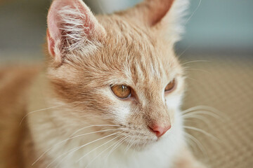 Marbled or Blotched Orange Cream Tabby Household Cat