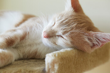 Marbled or Blotched Orange Cream Tabby Household Cat