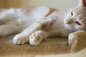 Marbled or Blotched Orange Cream Tabby Household Cat