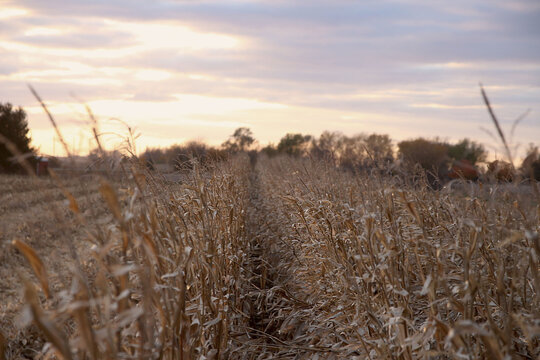 corn field at sunset
