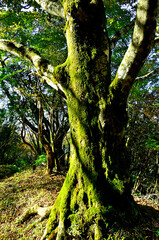 Fototapeta premium 丹沢山地 姫次 ブナの大木 