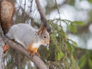 The squirrel with nut sits on tree in the winter or late autumn