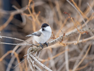Cute bird the willow tit, song bird sitting on a branch without leaves in the winter.