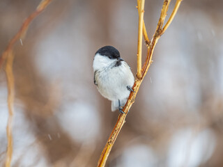 Cute bird the willow tit, song bird sitting on a branch without leaves in the winter.
