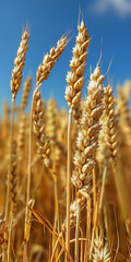 Obraz premium field of yellow wheat, blue sky, flag of Ukraine, banner copy space. Day of the National Flag, Day of Unity, Constitution, Ukrainian Statehood, Independence, Defenders Defendresses, Armed Forces