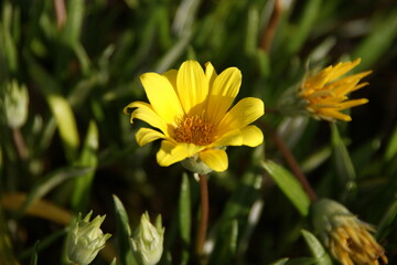 Yellow Blooming Sea Dahlia of Southern California 