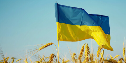 field of yellow wheat, blue sky, flag of Ukraine, banner copy space. Day of the National Flag, Day of Unity, Constitution, Ukrainian Statehood, Independence, Defenders Defendresses, Armed Forces